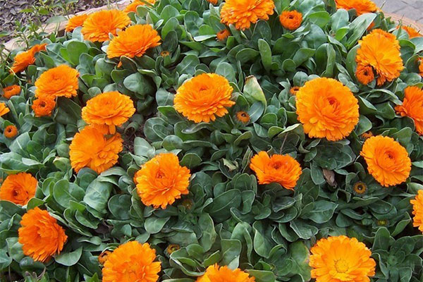 金盏菊13.jpg