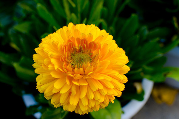 金盏菊14.jpg