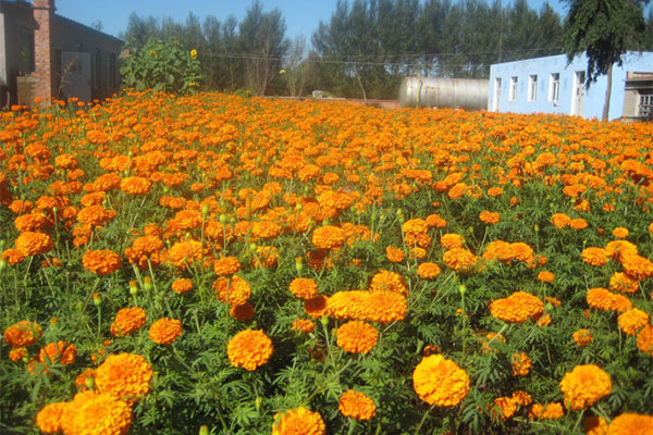 金盏菊7.jpg