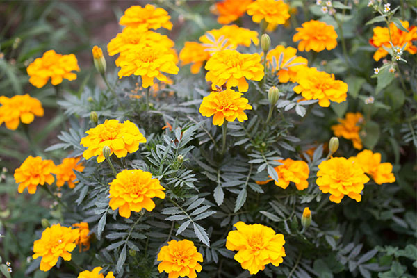 金盏菊5.jpg