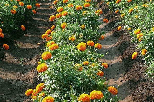 金盏菊4.jpg