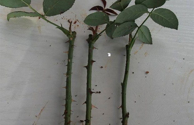 玫瑰种植10.jpg