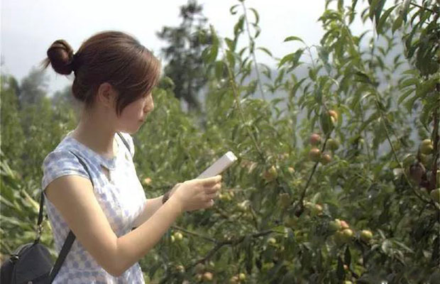 探讨一下李子树高产栽培管理技术.jpg