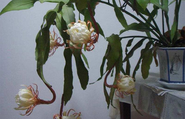 昙花20.jpg