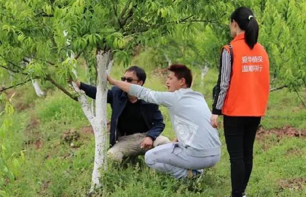 探讨一下李子树高产栽培管理技术2.jpg