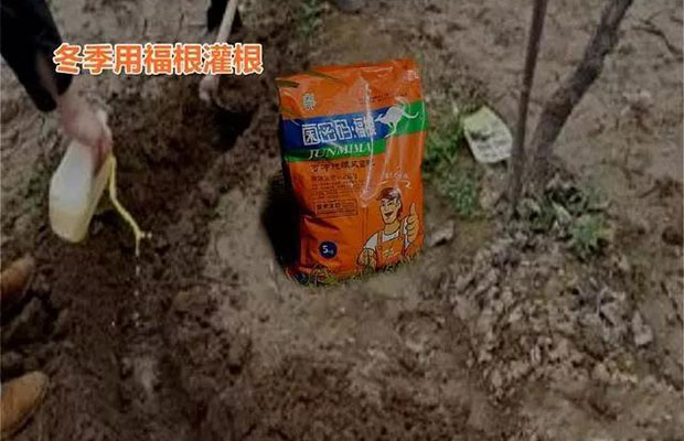 探讨一下李子树高产栽培管理技术4.jpg