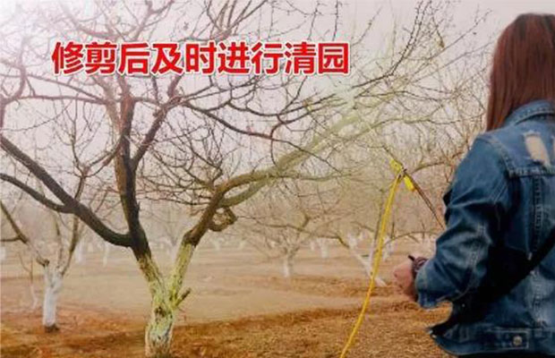 探讨一下李子树高产栽培管理技术5.jpg