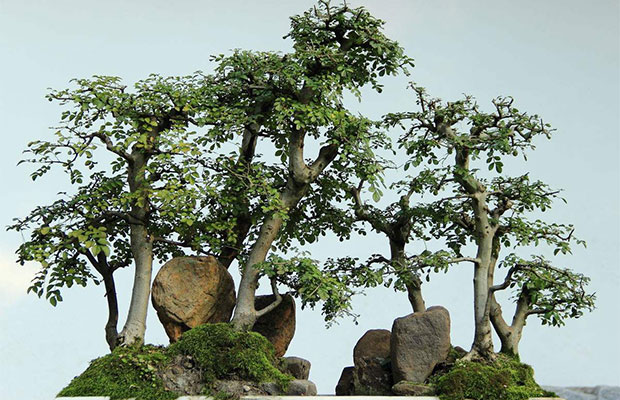 川派盆景讲究“小，短，轻”