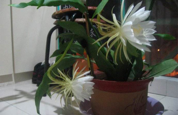 昙花的养殖方法和注意事项