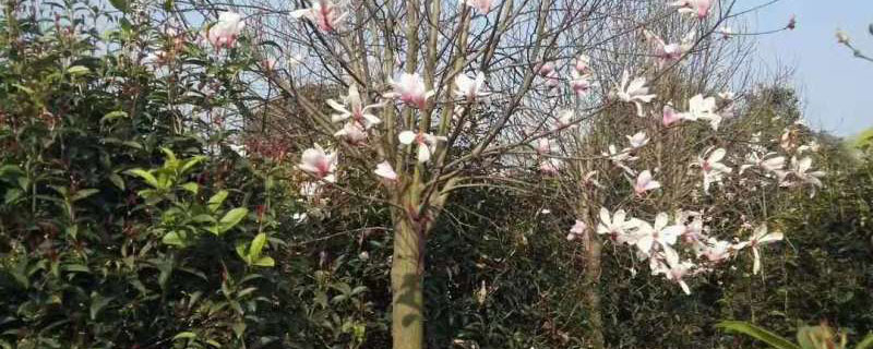 阳江市花是什么花