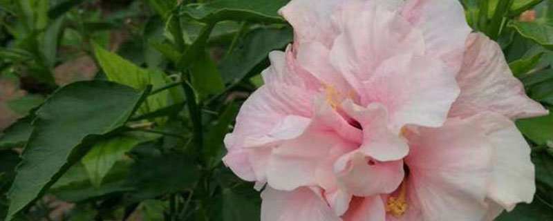 怀化市花是什么花 怀化市花是什么花