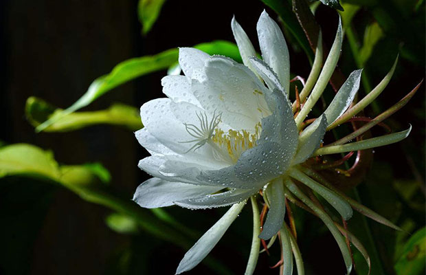 昙花3.jpg