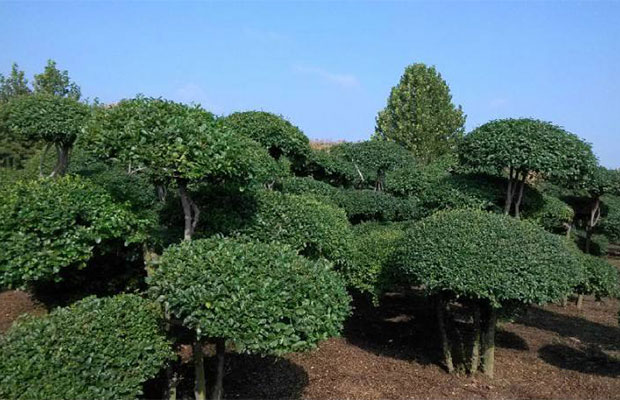 造型树.jpg