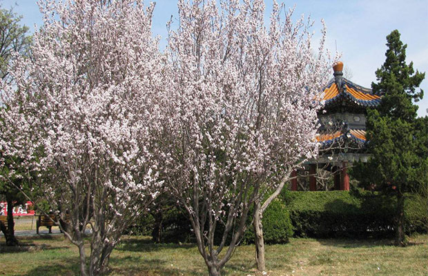 紫叶李.jpg