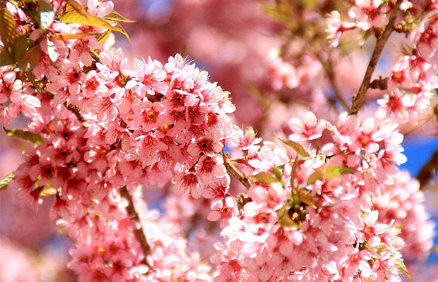 樱花5.jpg