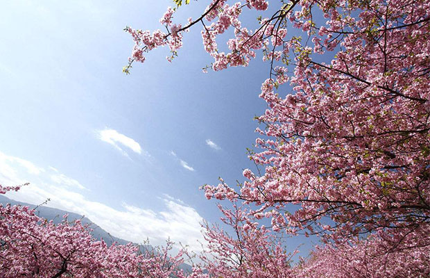 樱花2.jpg