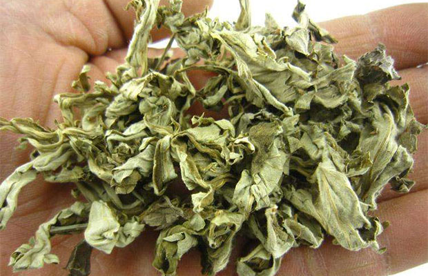 艾草的盆栽方法