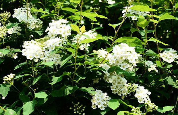 绣线菊4.jpg