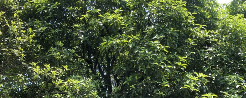 咸宁市花是什么花