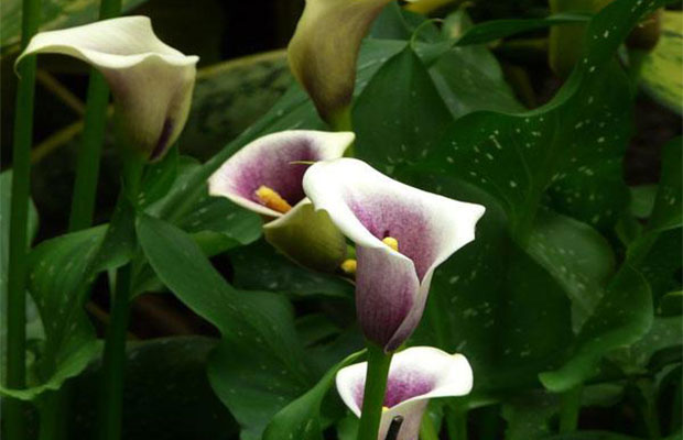 种植马蹄莲11.jpg