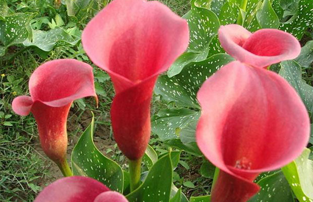 种植马蹄莲10.jpg