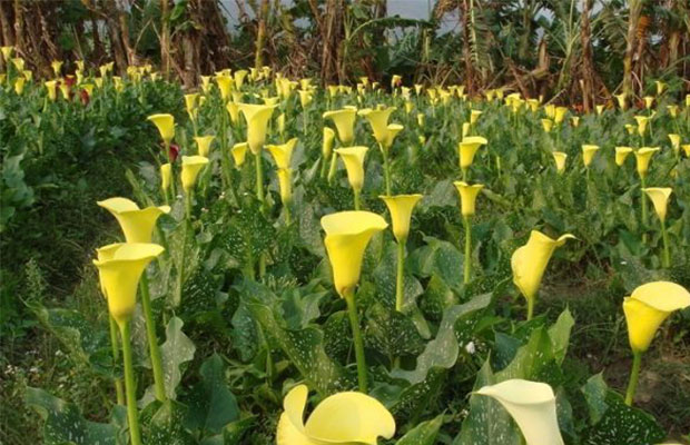 种植马蹄莲9.jpg