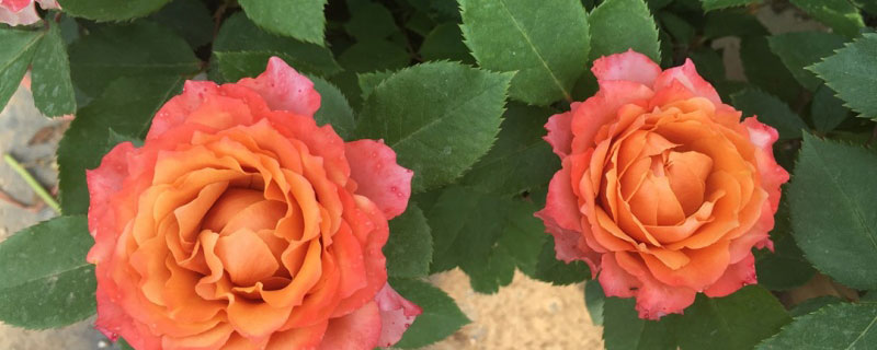 濮阳市花是什么花