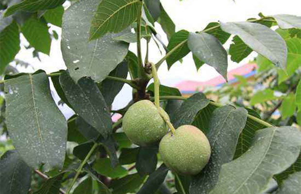 核桃25.jpg