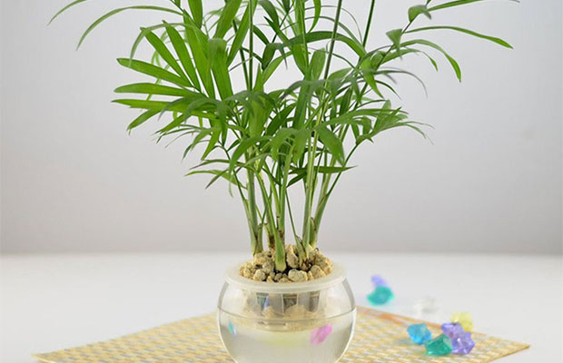 袖珍椰子水培.jpg