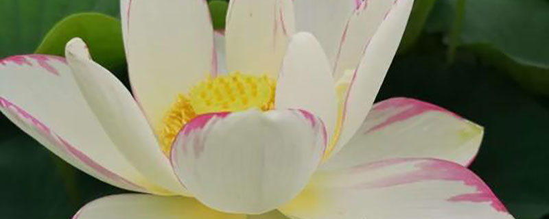 周口市花是什么花