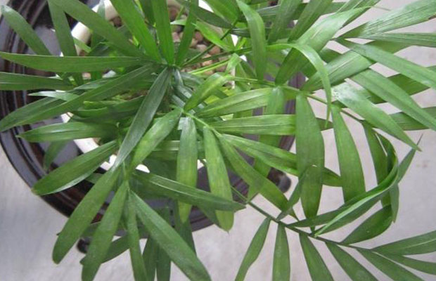 袖珍椰子15.jpg