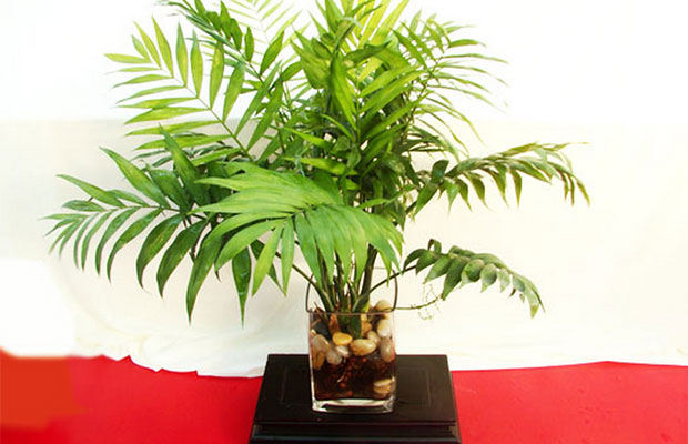 袖珍椰子9.jpg