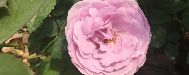 商丘市花是什么花