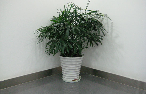 袖珍椰子3.jpg