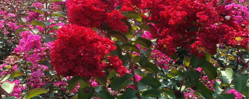 安阳市花是什么花 安阳市花是什么花