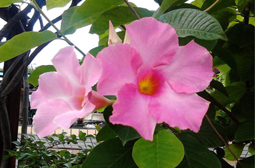 src=http___img.huamu.com_d_file_p_2020_05-22_1590138246356032.jpg&refer=http___img.huamu (1)_副本.jpg