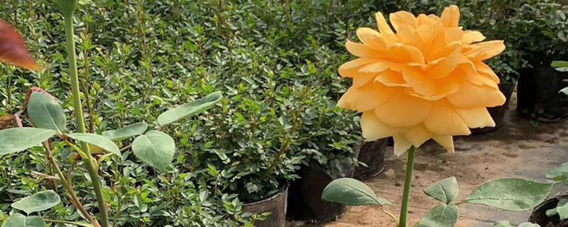 焦作市花是什么花 焦作市花是什么花