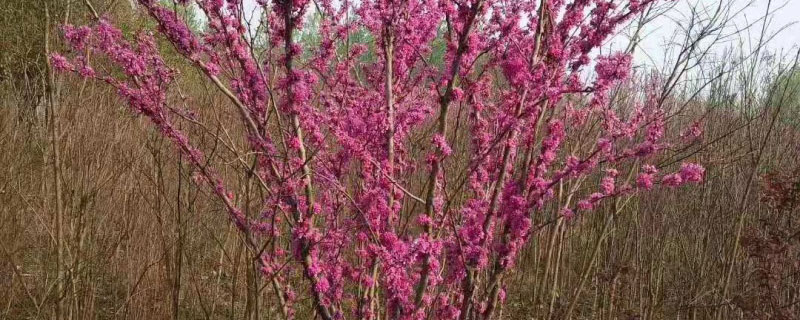 平顶山市花是什么花 平顶山市花是什么花