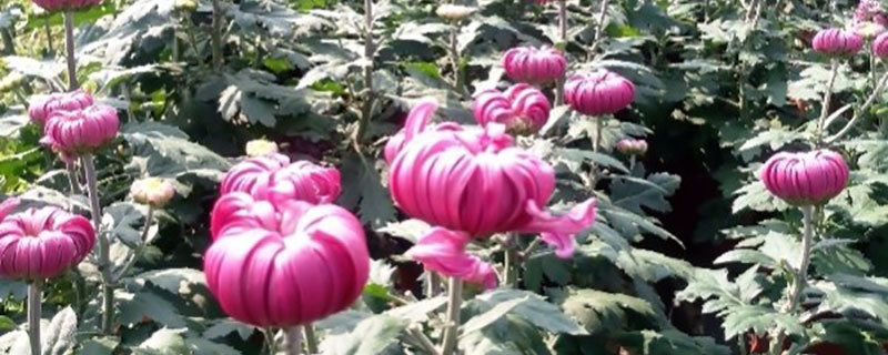 德州市花是什么花