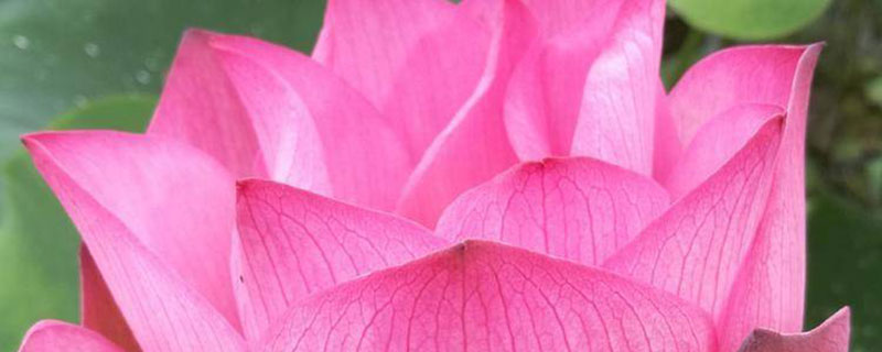 济宁市花是什么花