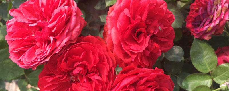 萍乡市花是什么花