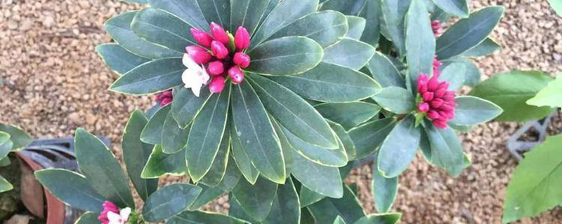 南昌市花是什么花 南昌市花是什么花