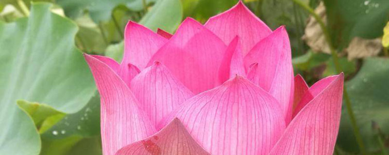 九江市花是什么花