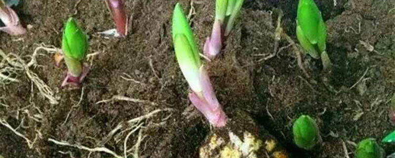 南平市花是什么花 南平市花是什么花