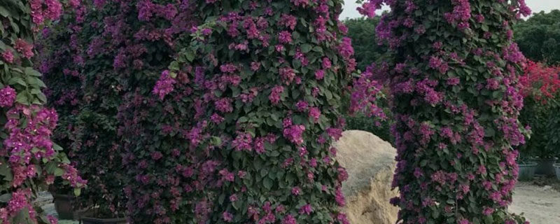 三明市花是什么花