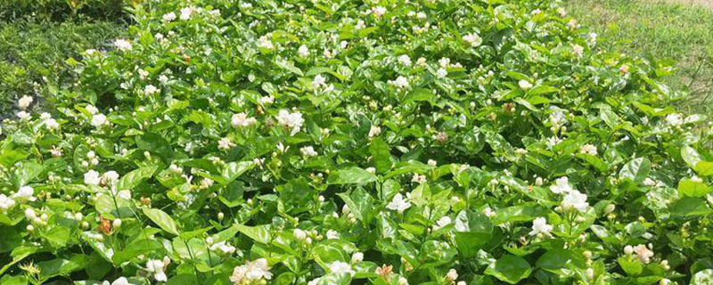 福州市花是什么花
