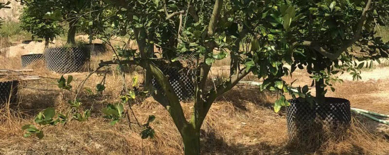 柚子可以在河南种植吗 柚子可以在河南种植吗