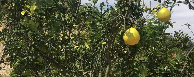 柚子树喜欢酸性土壤吗