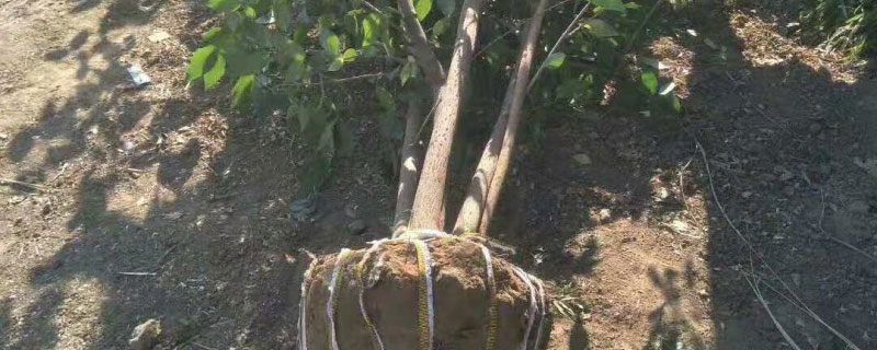 秋季适合种植什么盆栽