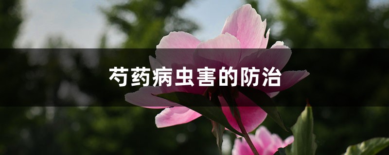 芍药病虫害的防治，芍药需要驱虫吗